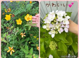 �Ϥ䤻 ���ߤ����Υĥ�����