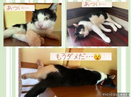 �Ϥ䤻 ���ߤ����Υĥ�����