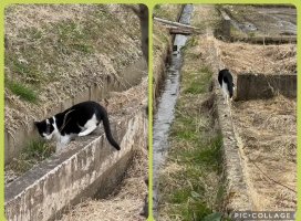 �Ϥ䤻 ���ߤ����Υĥ�����