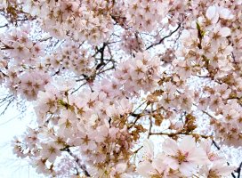 �ҤӤ������Υĥ�����