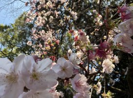 ���.��*�����Υĥ�����