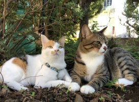 �줤�ʡ�*�������Υĥ�����