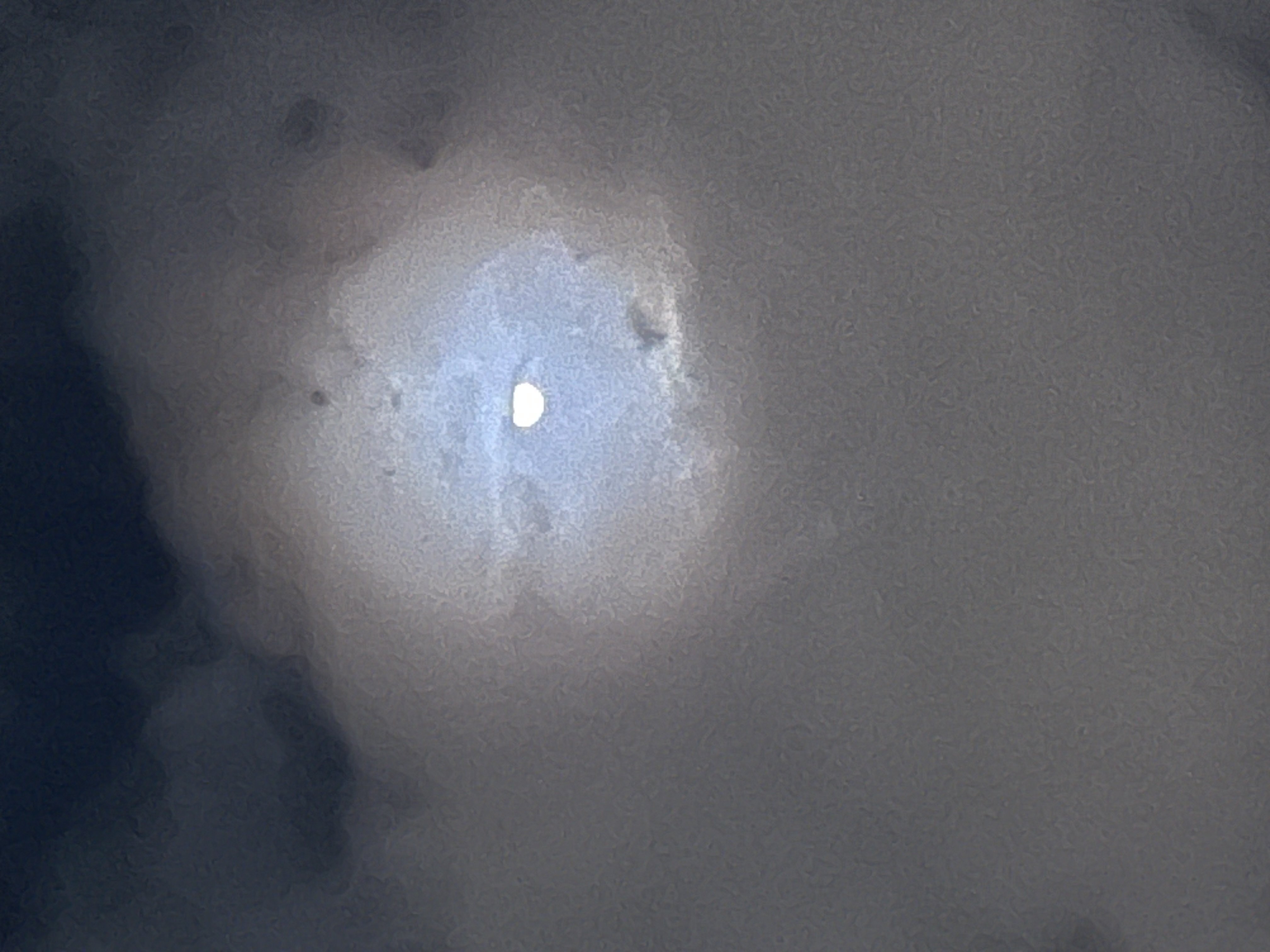 まりんちゃんのツイート