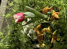 �ޤ������Υĥ�����