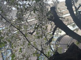 ���*�������Υĥ�����