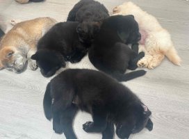 ���*�������Υĥ�����