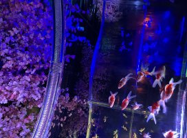 �� �ߤ줤�����Υĥ�����