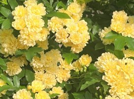 �ߤ������Υĥ�����