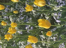  -�ᤰ-*�����Υĥ�����