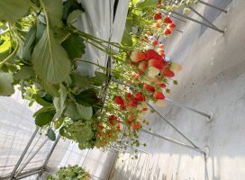 �ܤ�͡���*�����Υĥ�����