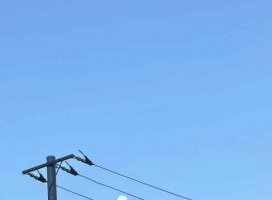 ち は るちゃんのツイート