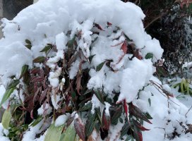 �����������Υĥ�����