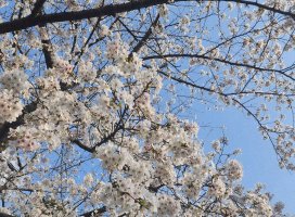 �Ҥ��+*�������Υĥ�����