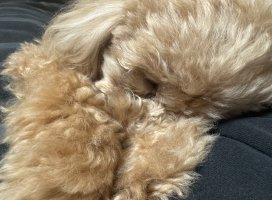 *+☆あき☆ちゃんのツイート