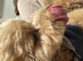 *+�������������Υĥ�����