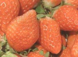 ましろちゃんのツイート