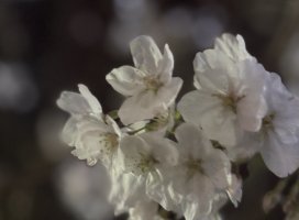 .+��Ρ�.�����Υĥ�����