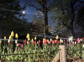 *+���+*�����Υĥ�����