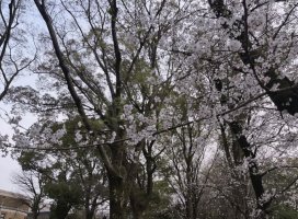 *+���+*�����Υĥ�����