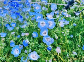 *+���+*�����Υĥ�����