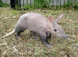 �ܡ����Ρ������Υĥ�����