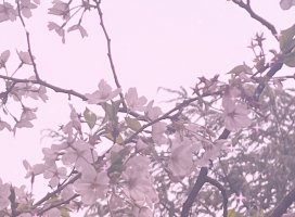 �ܡ����Ρ������Υĥ�����