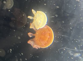 +*しの*ちゃんのツイート