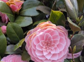 �ͥ͡�*�����Υĥ�����