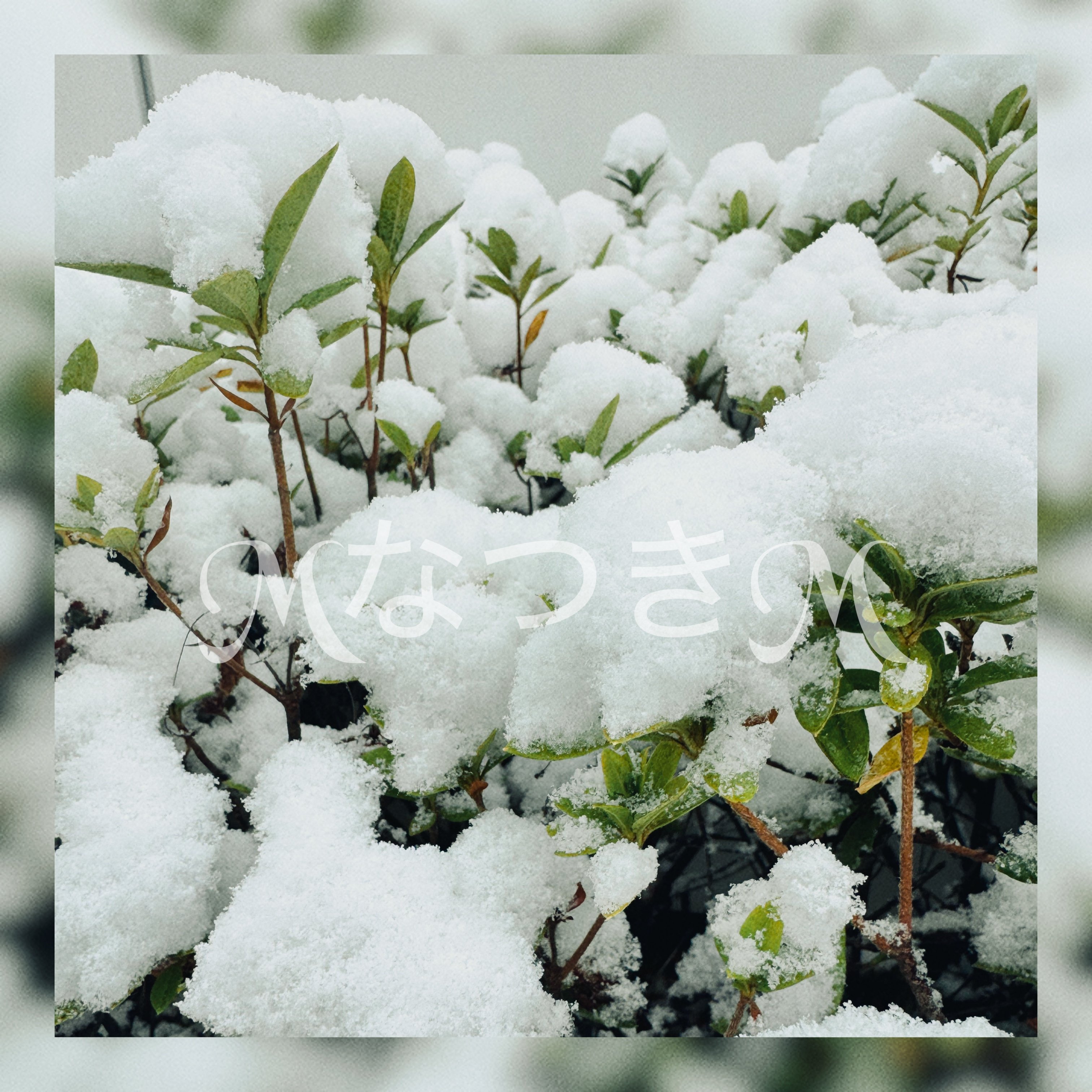 M�ʤĤ�M�����Υĥ�����