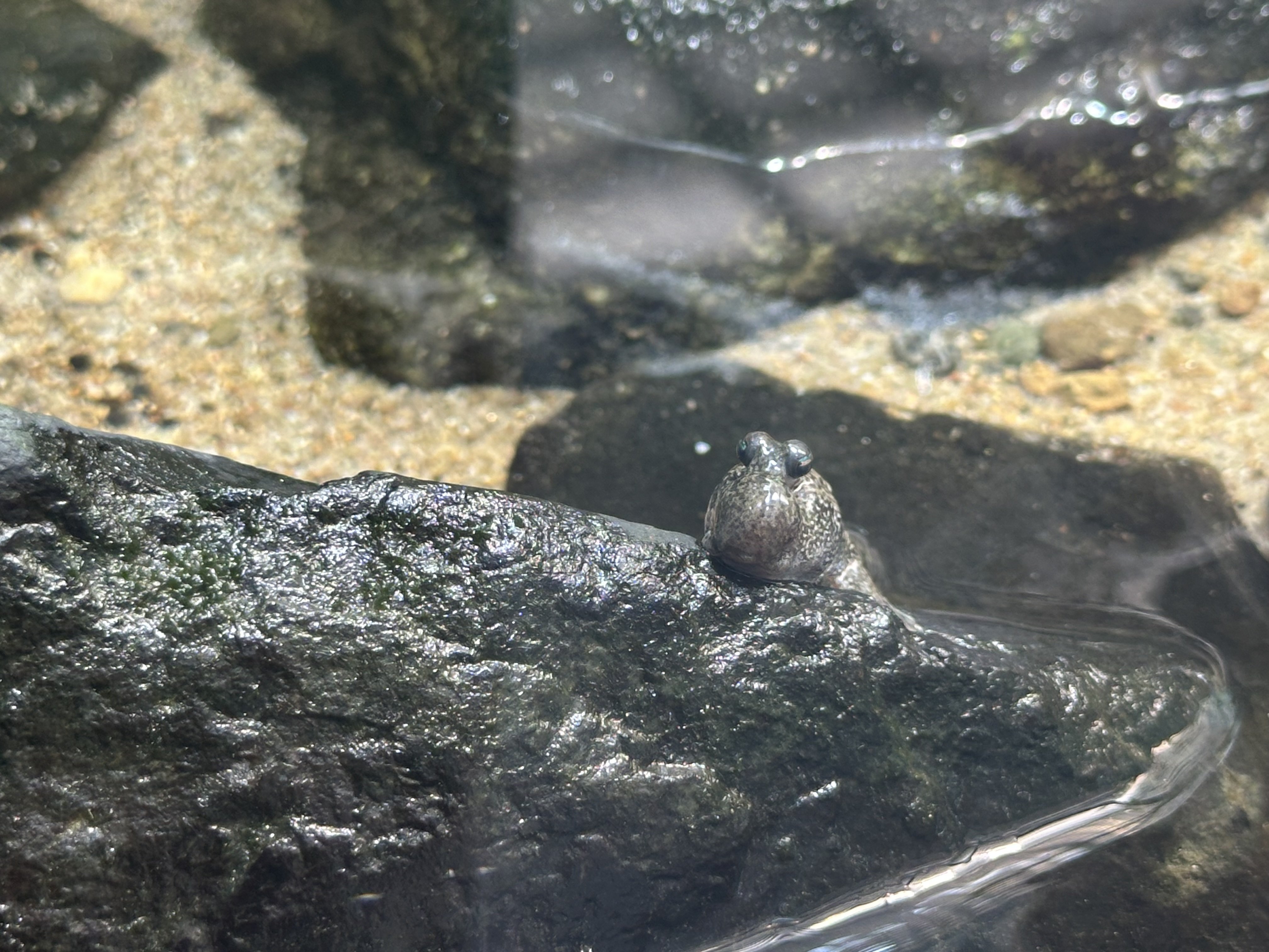 あやか☆。ちゃんのツイート