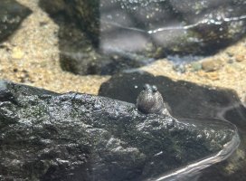 あやか☆。ちゃんのツイート