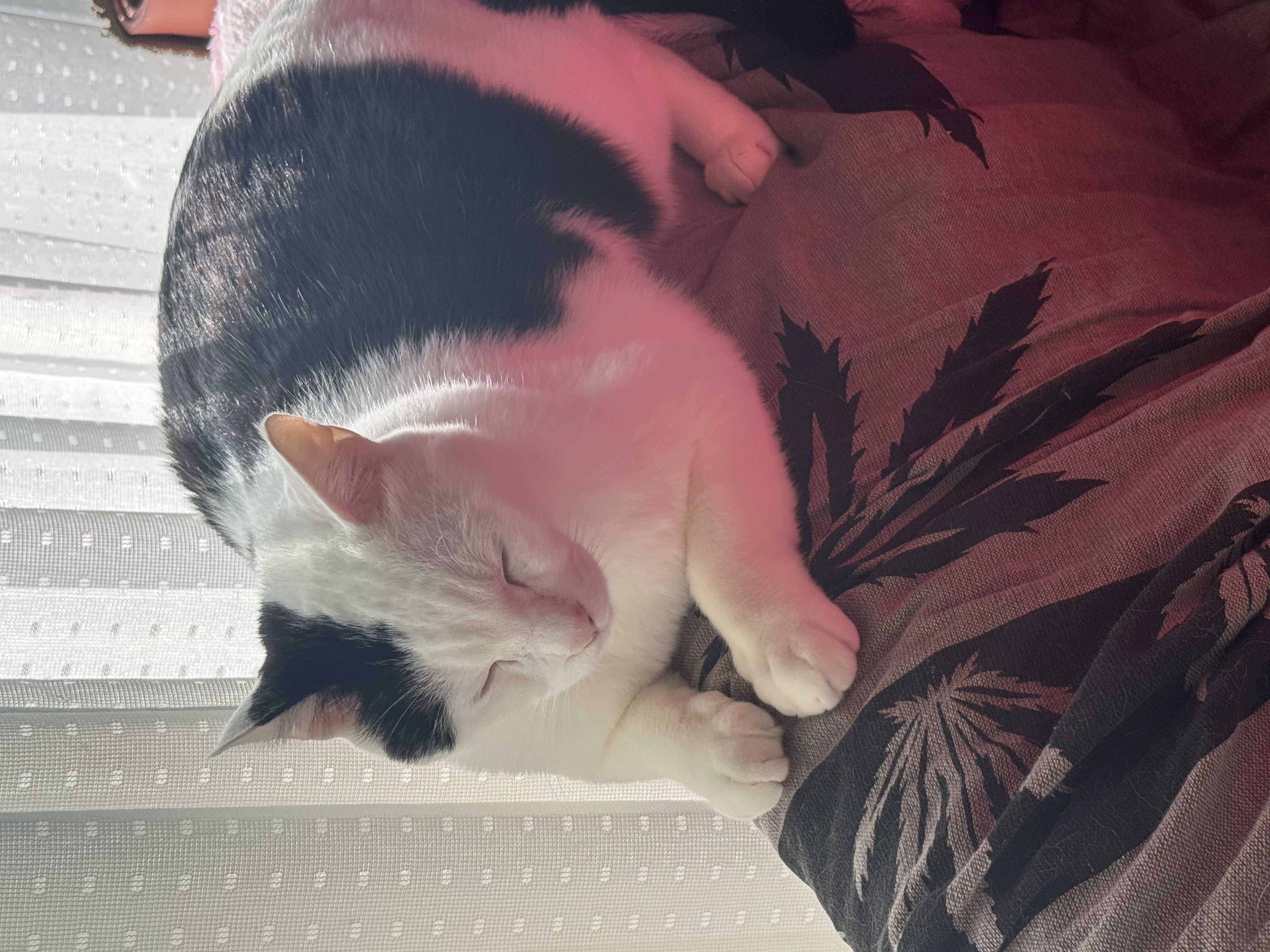 はむまる◯*ちゃんのツイート