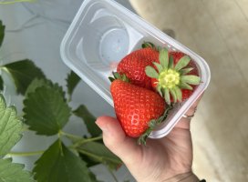 +����*�������Υĥ�����