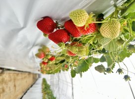 ��̾+*+�����Υĥ�����