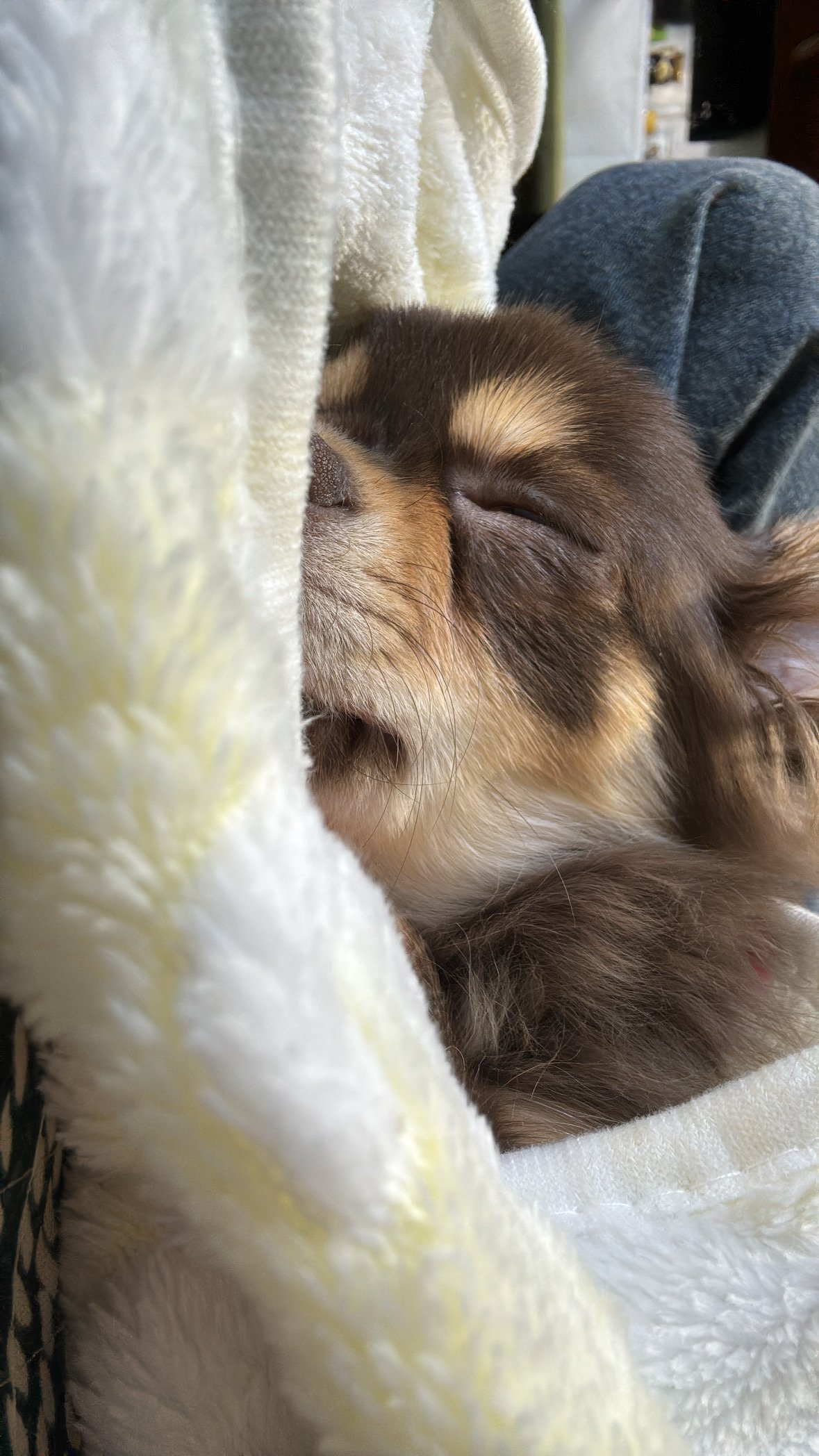 �������*�����Υĥ�����