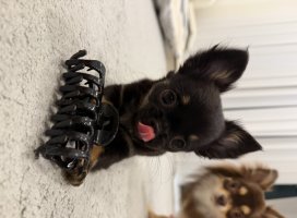 。めろ。*ちゃんのツイート