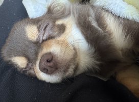 �������*�����Υĥ�����