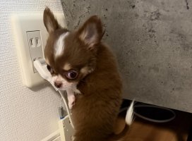 �������*�����Υĥ�����