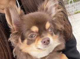 �������*�����Υĥ�����