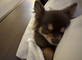 。めろ。*ちゃんのツイート