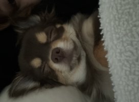 �������*�����Υĥ�����