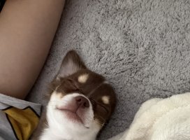 �������*�����Υĥ�����