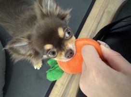 �������*�����Υĥ�����