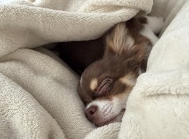。めろ。*ちゃんのツイート