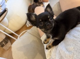 。めろ。*ちゃんのツイート