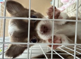 �������*�����Υĥ�����