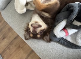 �������*�����Υĥ�����