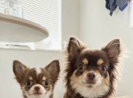 �������*�����Υĥ�����