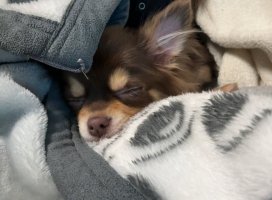 �������*�����Υĥ�����