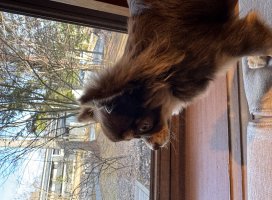 �������*�����Υĥ�����